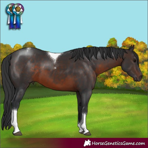 Horse Color:Brown Sabino Tobiano