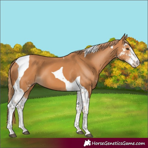 Horse Color:Chestnut Sabino Tobiano 
