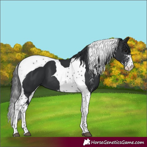 Horse Color:Black Sabino Tobiano