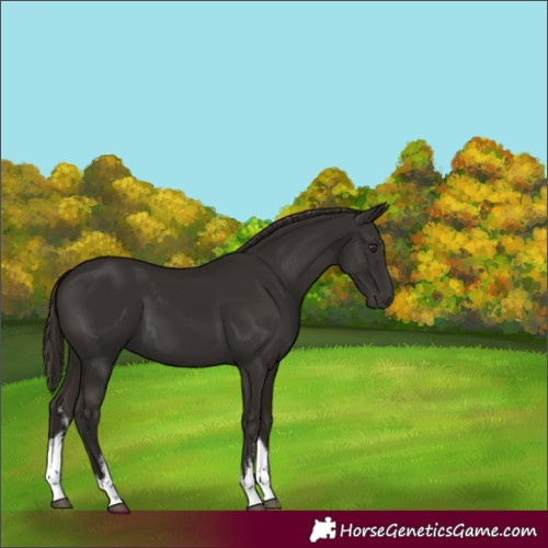 Horse Color:White Spotted Liver Chestnut