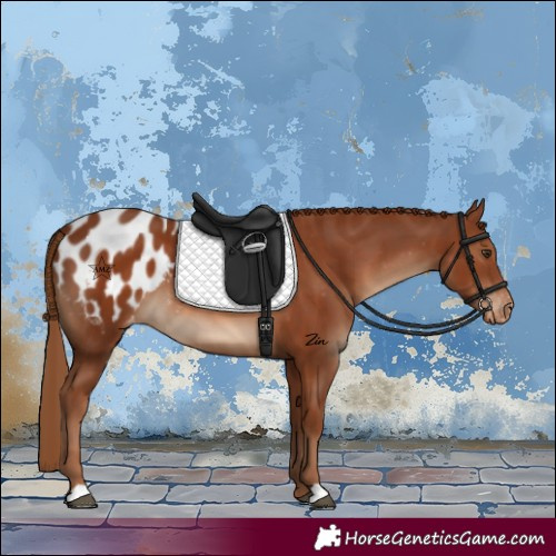 Horse Color:Chestnut Appaloosa 