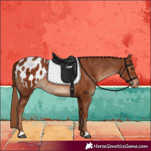 Horse Color:Chestnut Blanket 