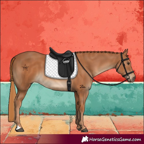 Horse Color:Chestnut 