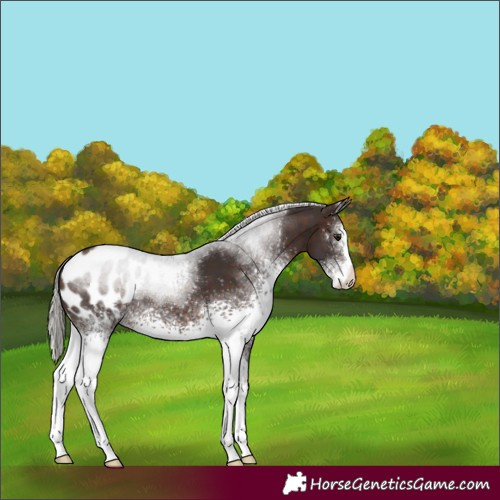 Horse Color:White Spotted Silver Brown Appaloosa 