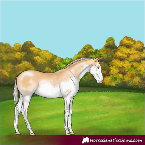 Horse Color:Palomino Sabino Splash Appaloosa 