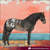Horse Color:Buckskin and Black Appaloosa