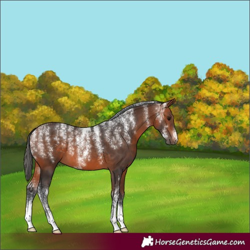 Horse Color:Powder White Bay 