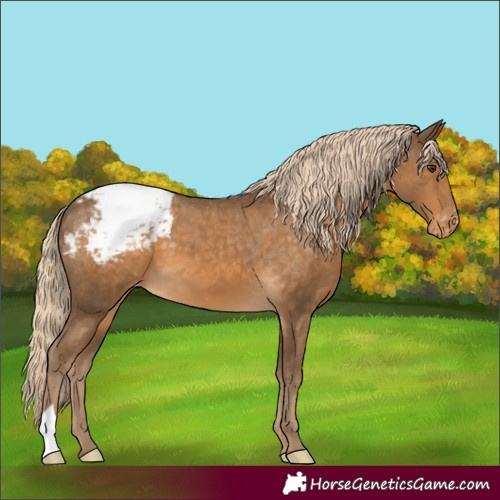 Horse Color:Chocolate Palomino Appaloosa
