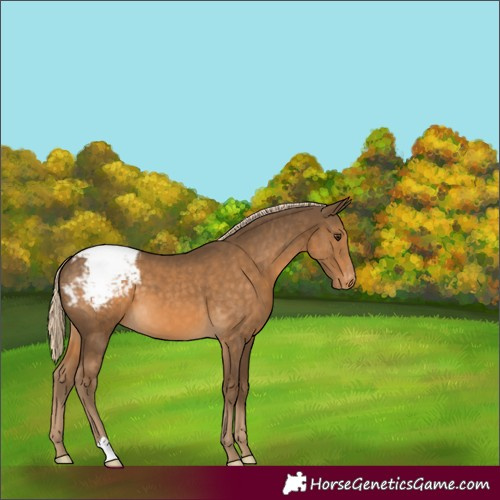 Horse Color:Chocolate Palomino Appaloosa 