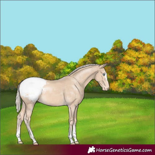 Horse Color:Cremello Appaloosa 