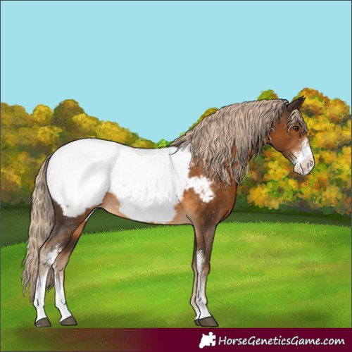 Horse Color:Chocolate Palomino Sabino Appaloosa 