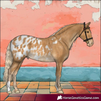 Horse Color:Palomino Appaloosa