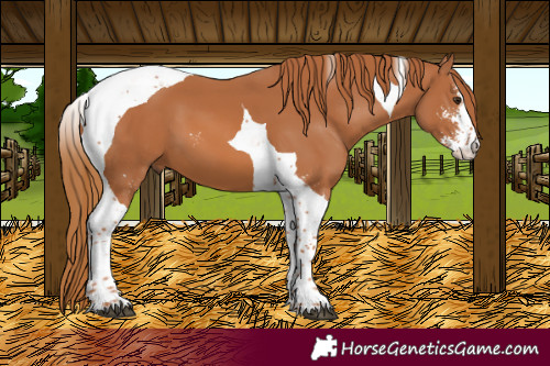 Horse Color:Chestnut Sabino Tobiano