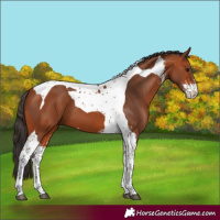 Horse Color:Bay Sabino Tobiano