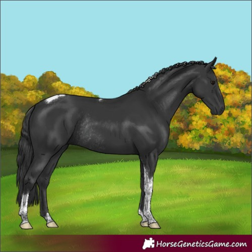 Horse Color:Black Tobiano Rabicano