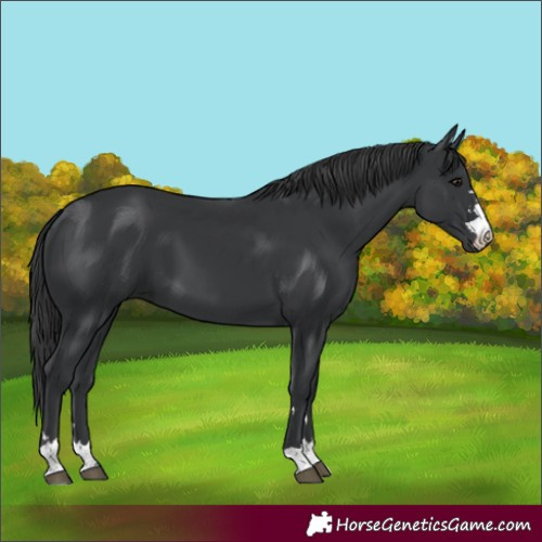 Horse Color:Black