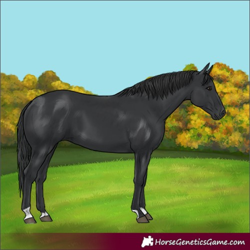 Horse Color:Black 