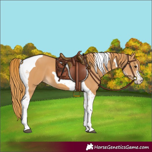 Horse Color:Chestnut Sabino Tobiano 