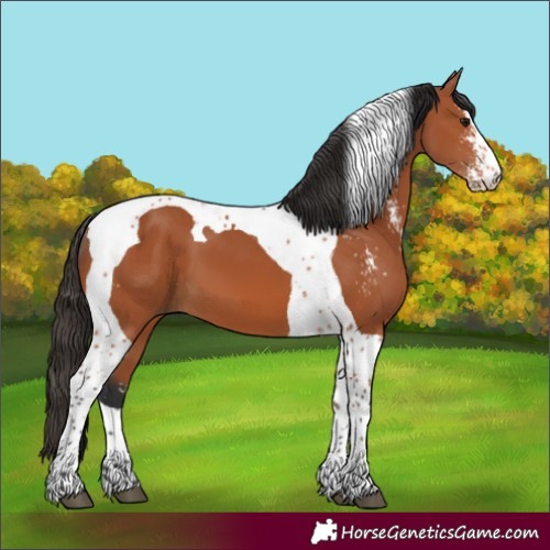 Horse Color:Bay Sabino Tobiano 