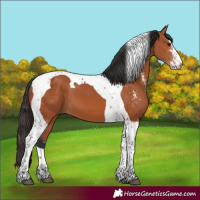 Horse Color:Bay Sabino Tobiano