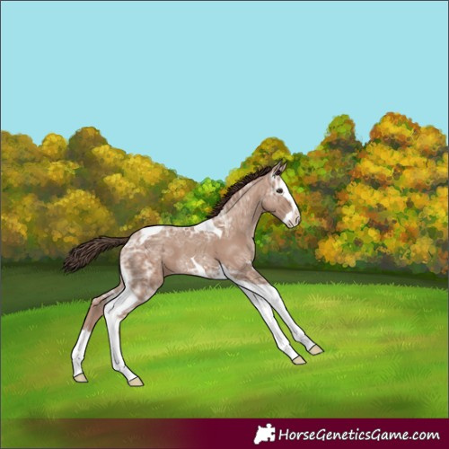 Horse Color:Classic Champagne Ice Splash Tobiano 