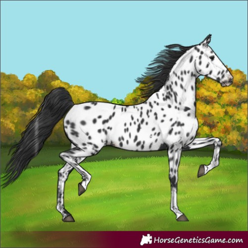 Horse Color:Black Sabino Near Leopard Rabicano