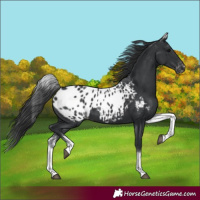 Horse Color:White Spotted Black Blanket Rabicano