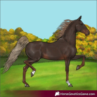 Horse Color:Liver Chestnut 