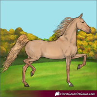 Horse Color:Red Dun