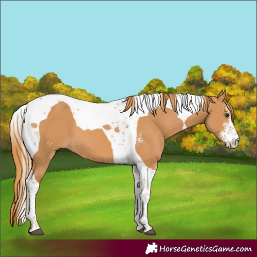 Horse Color:Chestnut Sabino Tobiano