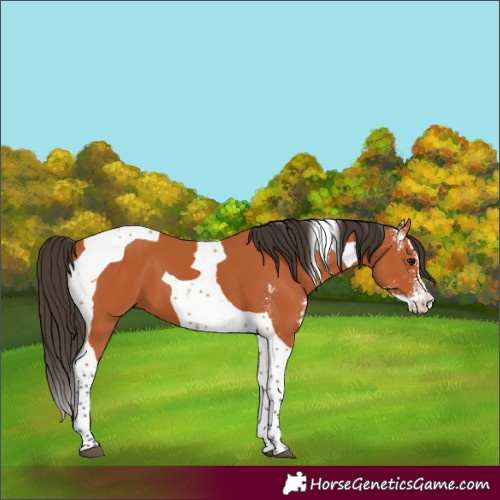Horse Color:Bay Sabino Tobiano