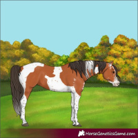 Horse Color:Bay Sabino Tobiano