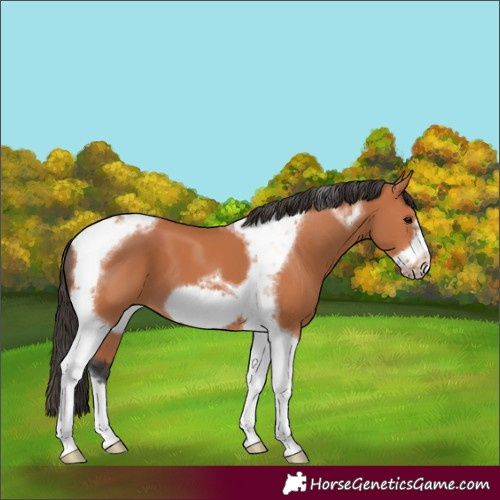 Horse Color:Bay Tobiano Frame