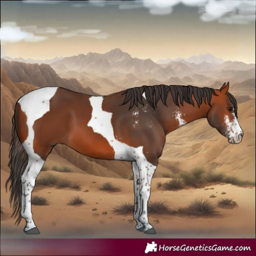 Horse Color:Bay Sabino Tobiano