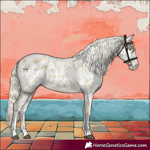 Horse Color:Palomino Appaloosa and Palomino Splash Appaloosa