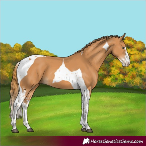 Horse Color:Chestnut Sabino Tobiano