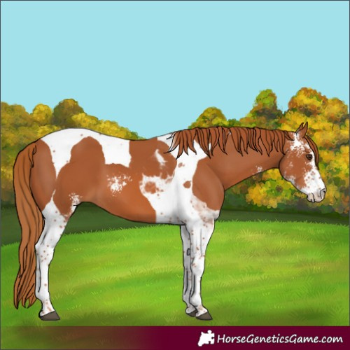 Horse Color:Chestnut Sabino Tobiano