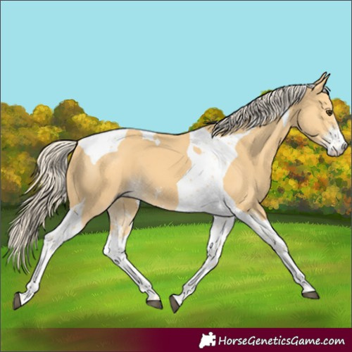 Horse Color:Palomino Sabino Tobiano 