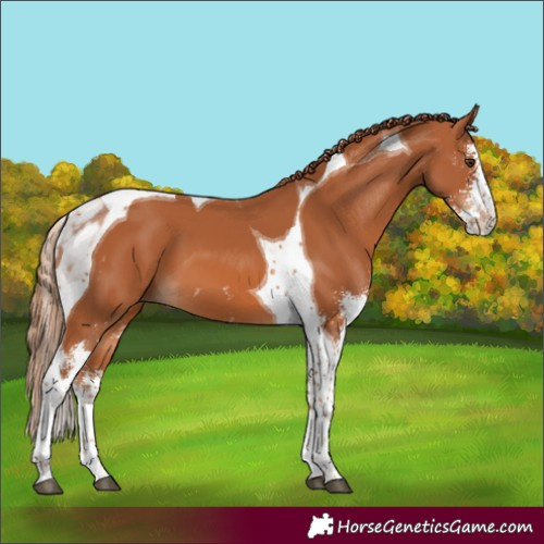 Horse Color:Chestnut Sabino Tobiano