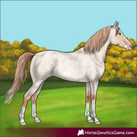 Horse Color:Gold Champagne Roan Dun Splash Frame Rabicano 