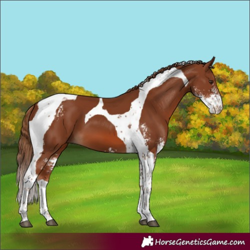 Horse Color:Chestnut Sabino Tobiano 