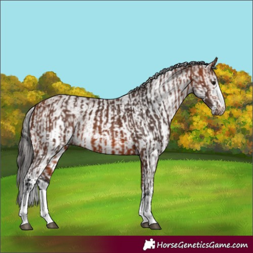 Horse Color:Bay Rabicano  and White Spotted Bay Rabicano 
