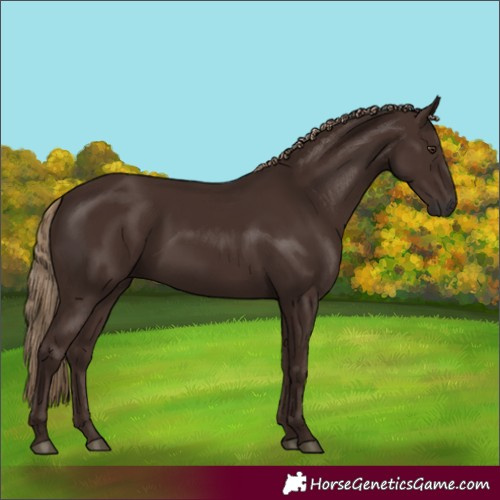 Horse Color:Liver Chestnut Rabicano 