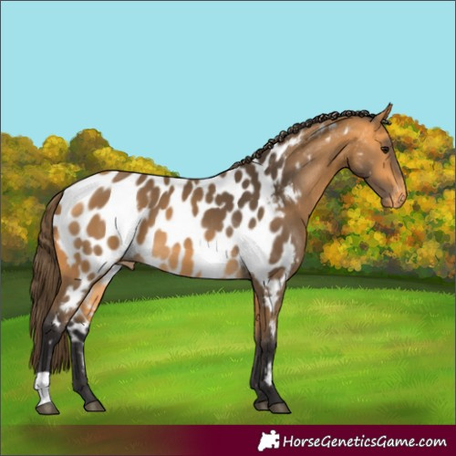 Horse Color:Buckskin Appaloosa 