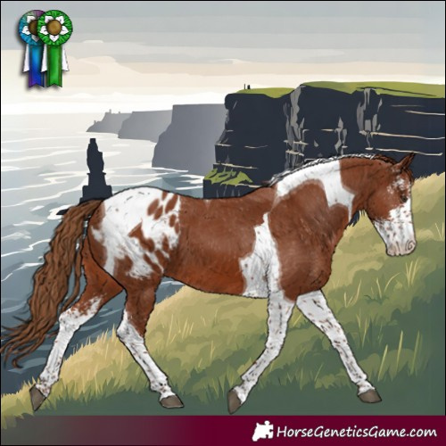 Horse Color:Chestnut Sabino Tobiano Appaloosa