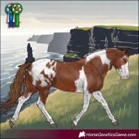 Horse Color:Chestnut Sabino Tobiano Appaloosa 