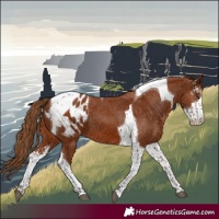 Horse Color:Chestnut Sabino Tobiano Appaloosa 