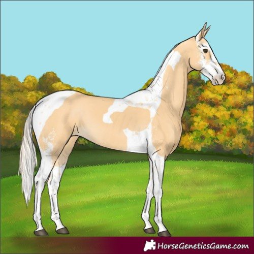 Horse Color:Palomino Sabino Tobiano