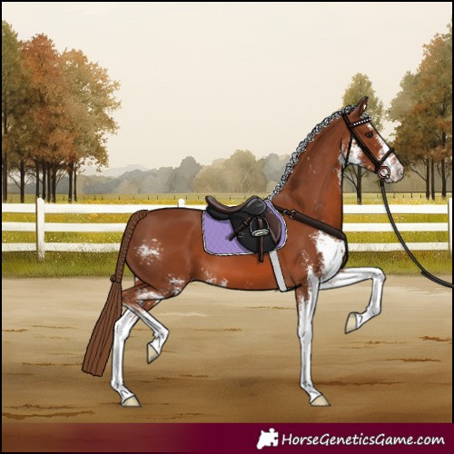 Horse Color:Chestnut Sabino 