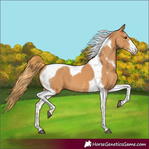 Horse Color:Chestnut Sabino Tobiano